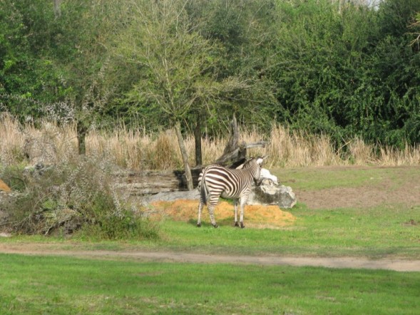 safari13