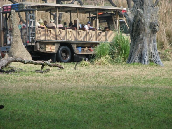 safari3