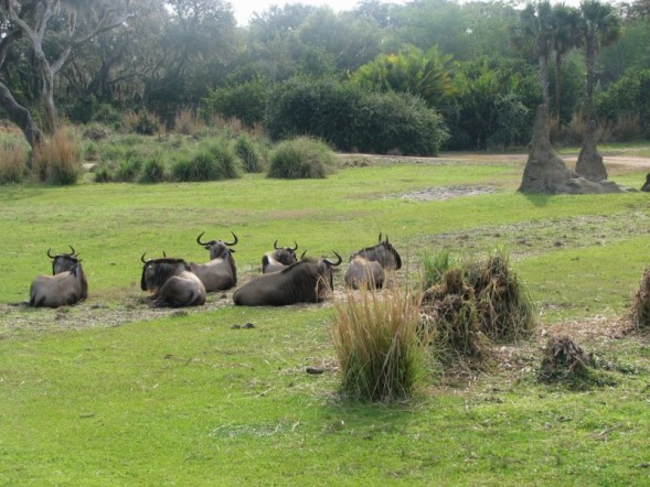 safari5