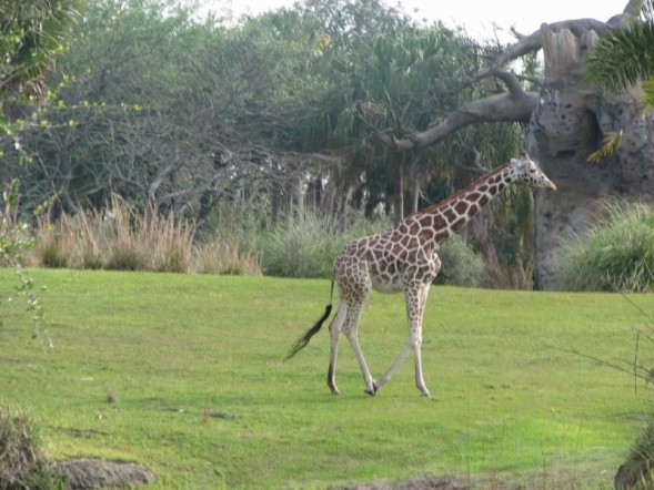 safari7