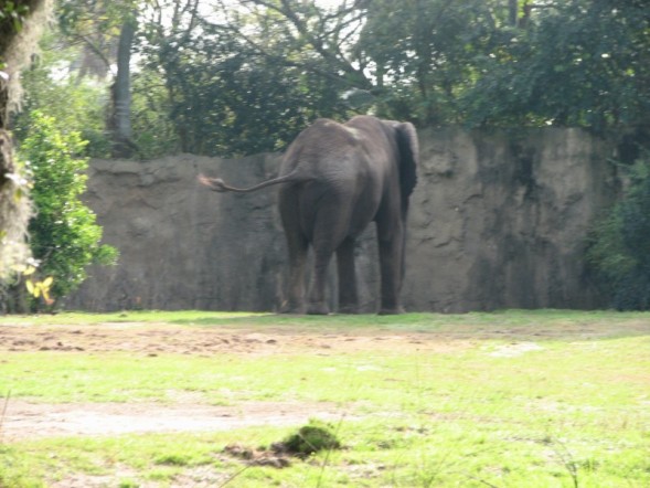 safari8