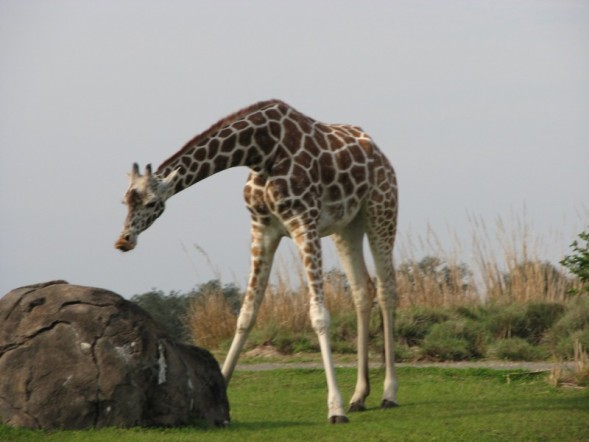 safari9