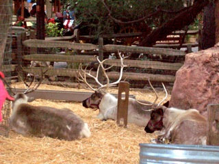 Santa's Reindeer
