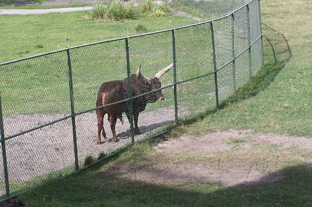 Savana fence at AKL