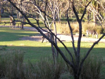 Savanah View 1