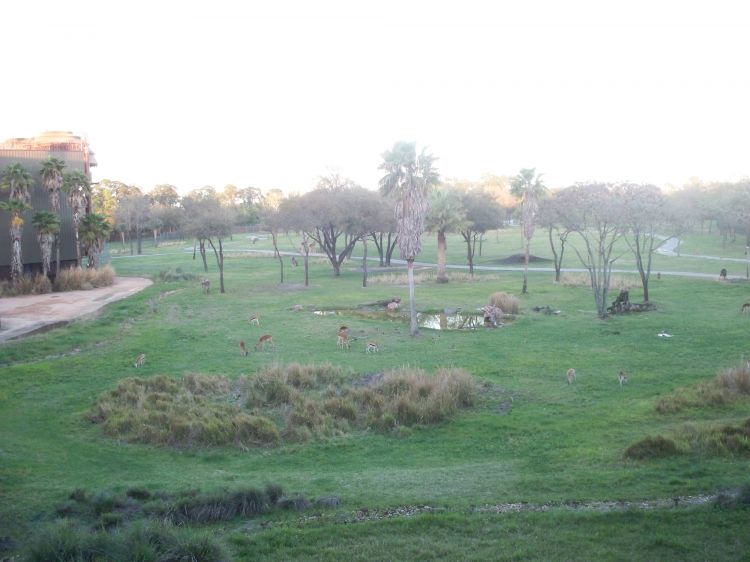 Savanna-View Room