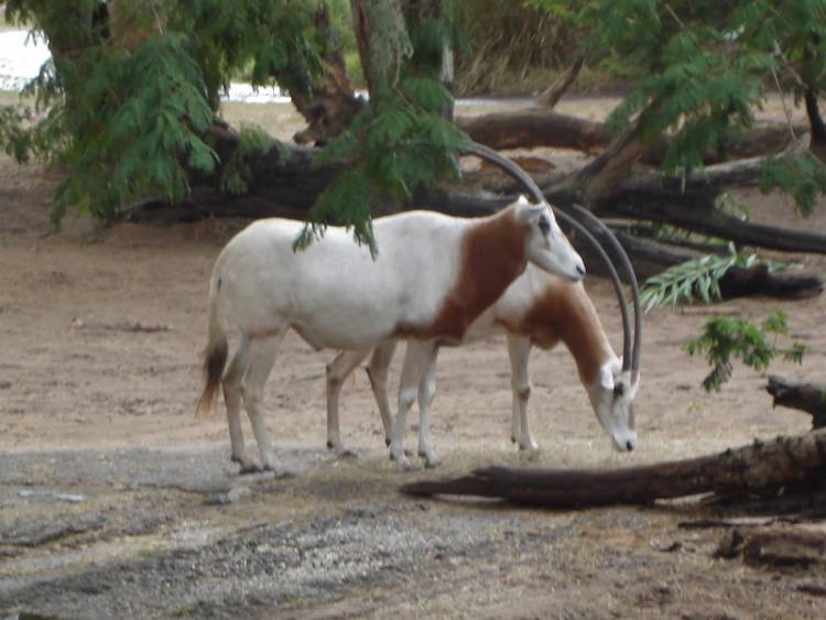 Scimitar Horned Oryx