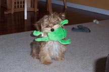 Scrappy_Doo