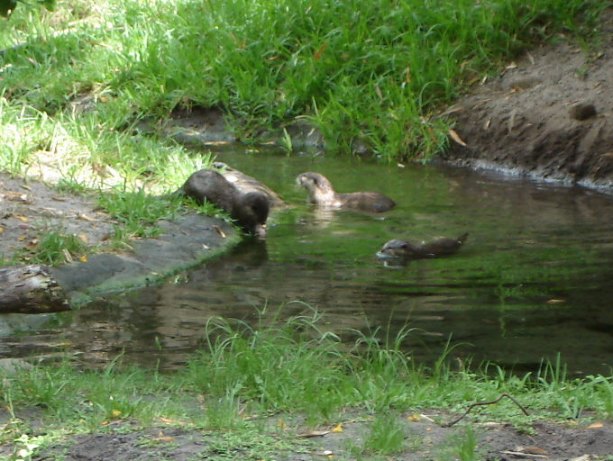Sea Otters
