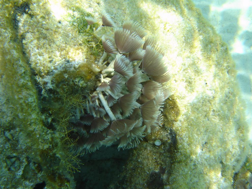 Sea Plant Things at Castaway Cay