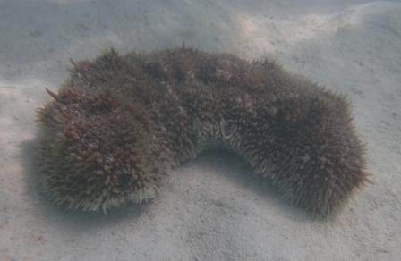 Sea slug at Castaway Cay