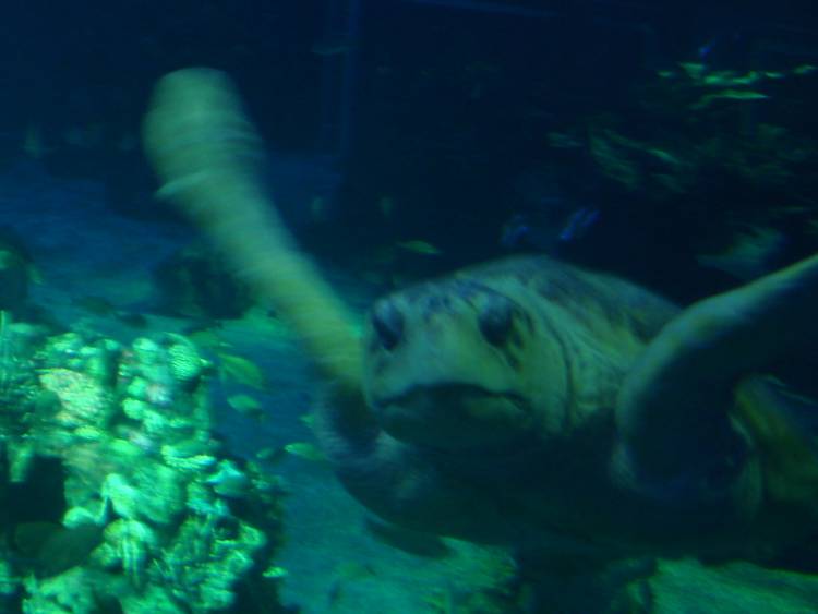Sea Turtle