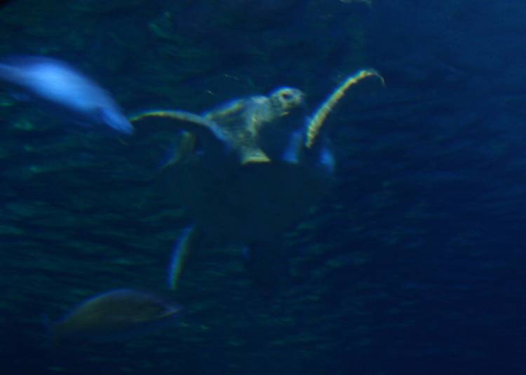 Sea Turtle