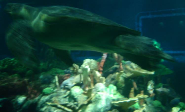 Sea Turtle
