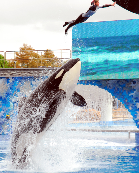 Sea World Believe