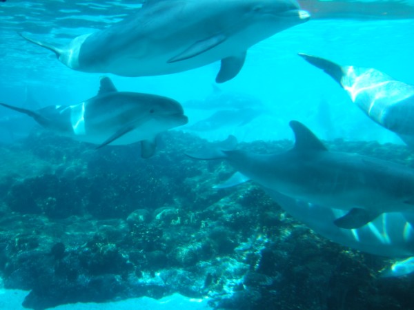 Sea World