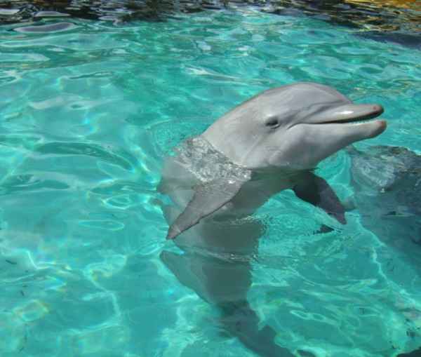 Sea World
