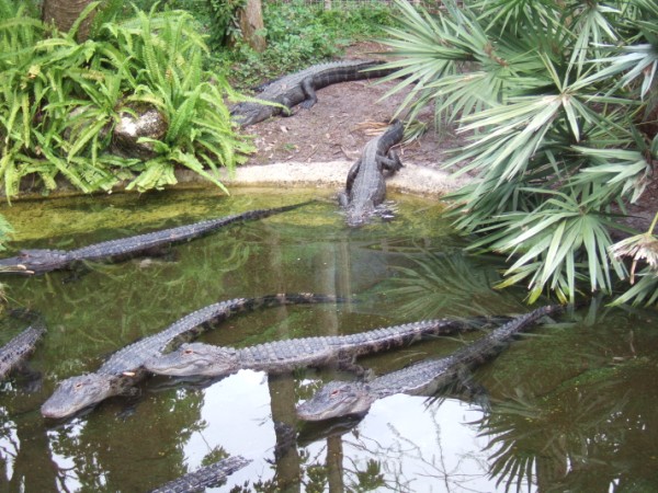 Sea World