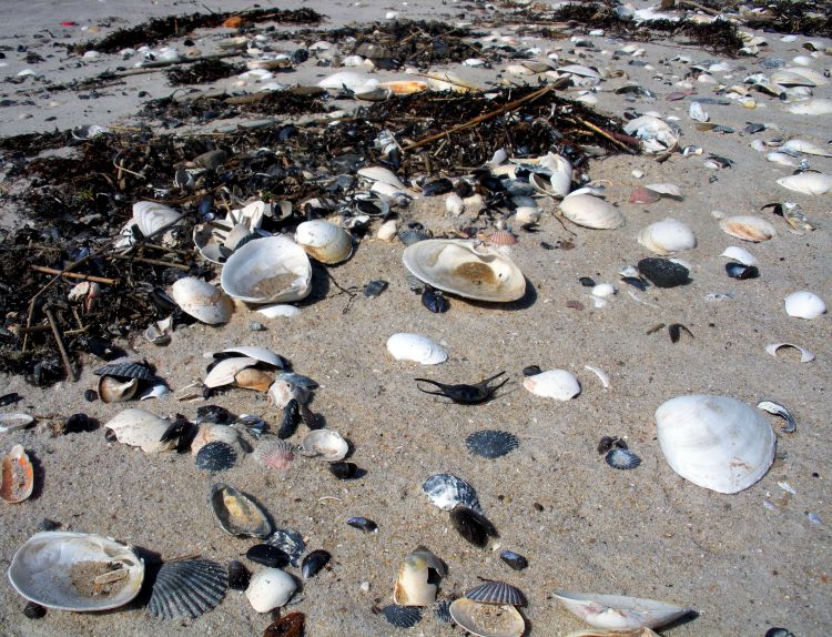 sea_shells_4