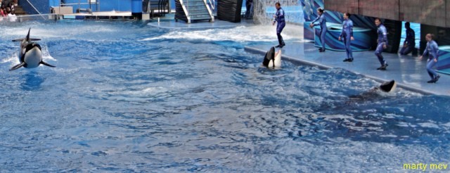 sea_world_11