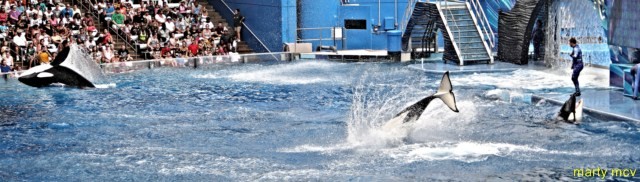 sea_world_5