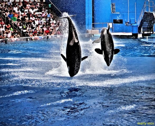 sea_world_6