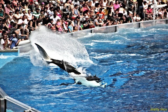 sea_world_7