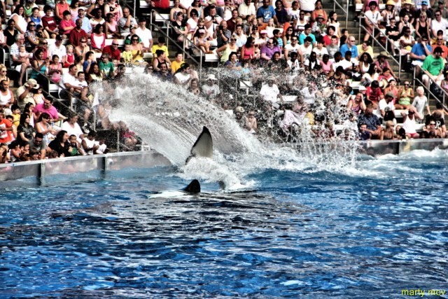 sea_world_9