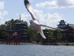 Seagull at Epcot
