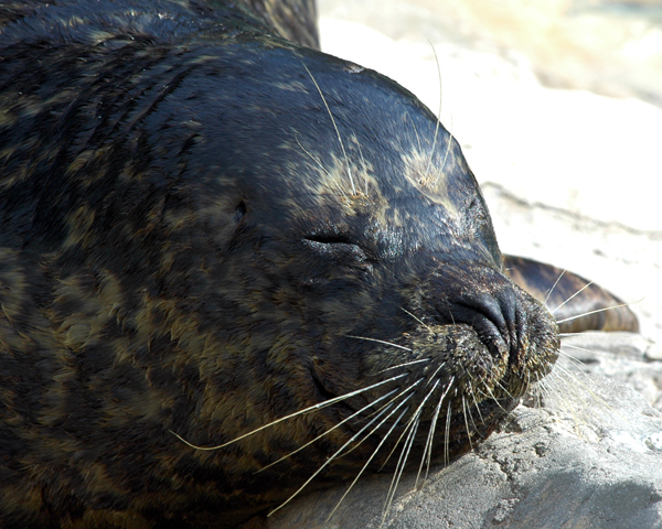 Seal -Pacific Point Preserve at SW