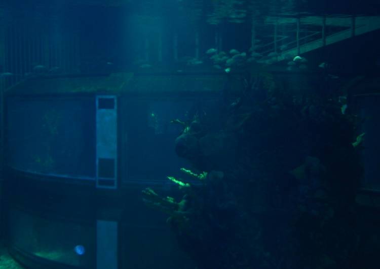 Seas Tank