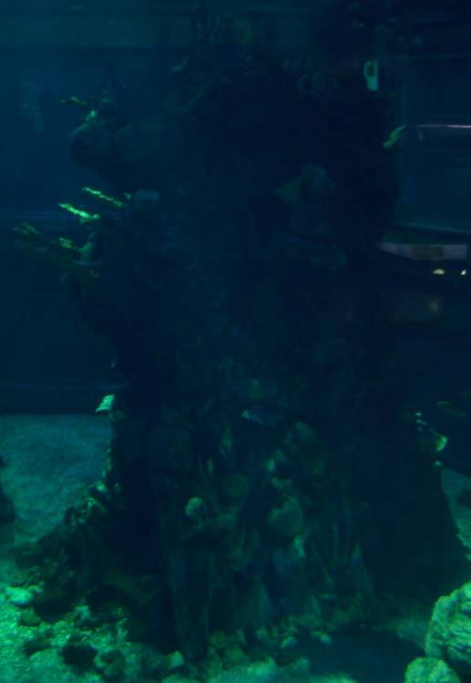 Seas Tank