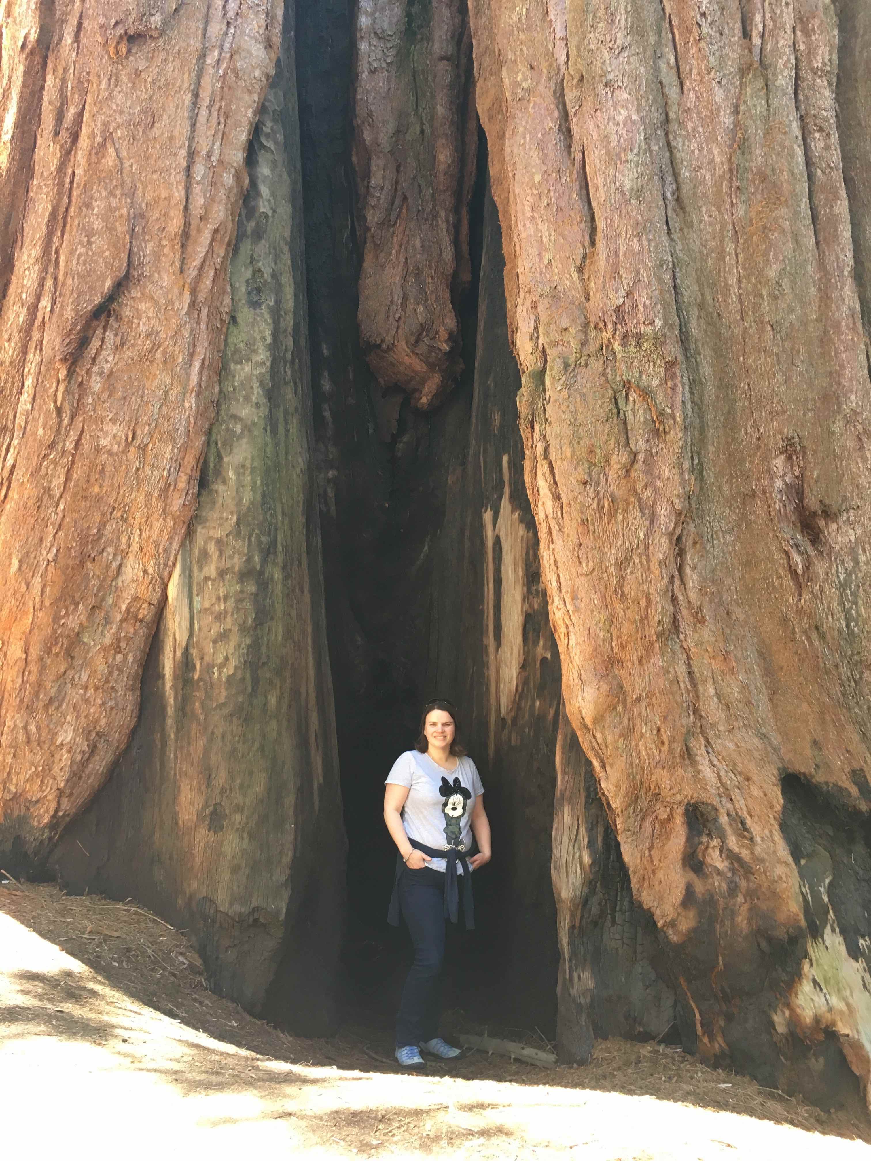 Sequoia NP (1)
