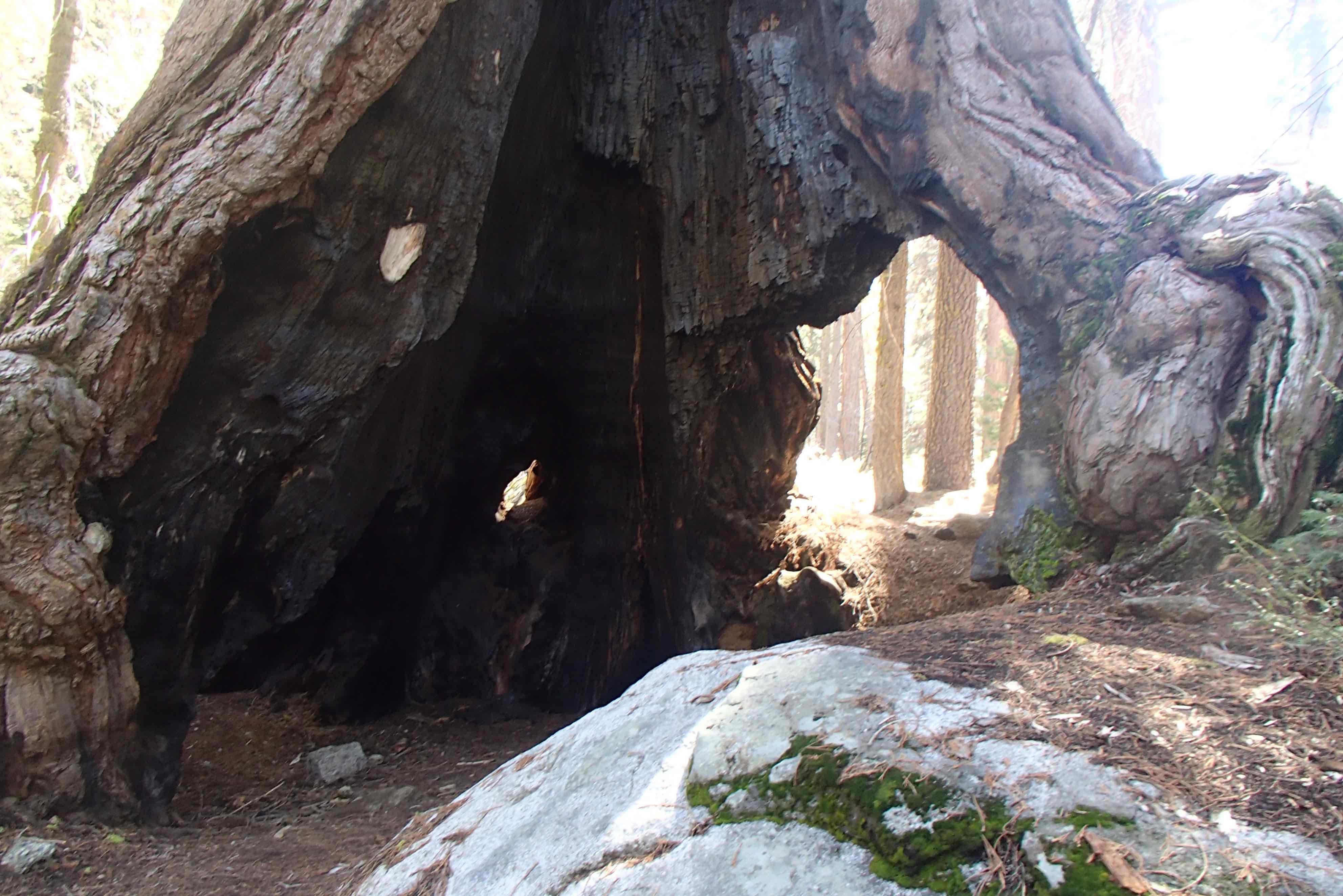 Sequoia NP (2)