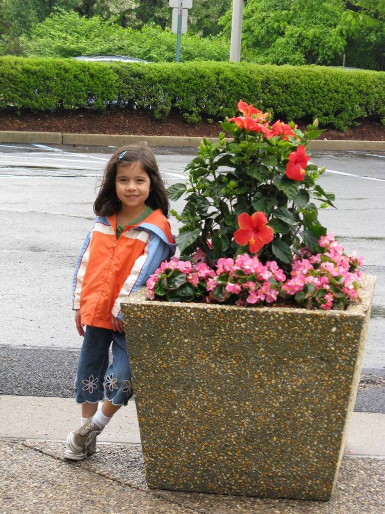 Sesame Place - Landscaping (Hibiscus Blooms)