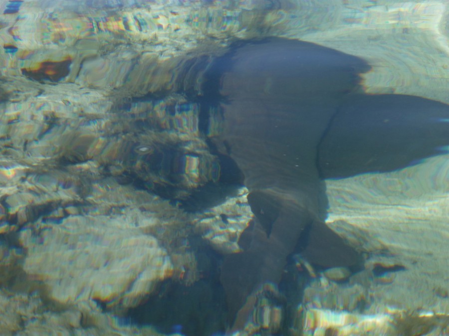 Shark at CC