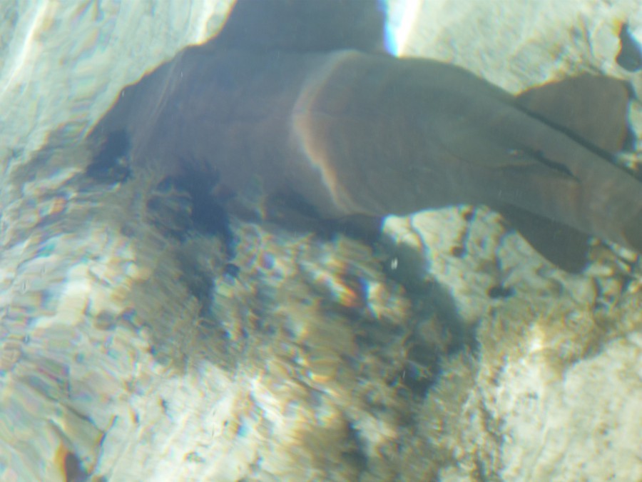 Shark at CC