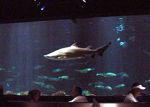 Shark tank at Sharks Underwater Grill at Sea World