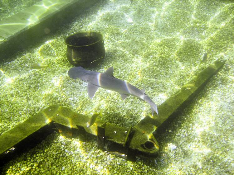 Shark - Typhoon Lagoon