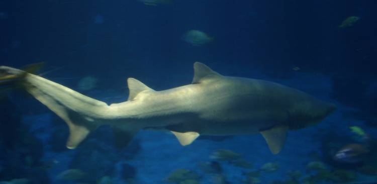 Shark
