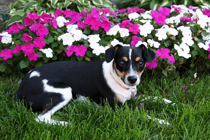 Shelby_062