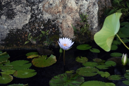 Shina Water Garden