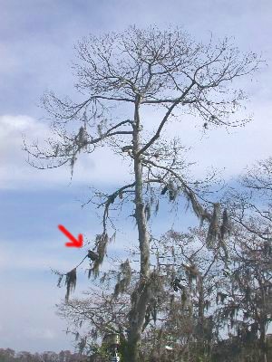 "Shoe" Tree in Bay Lake