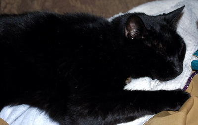 Silo the Vicious Cat