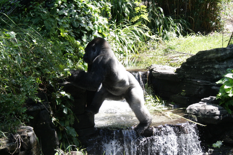 Silver Back Gorilla - Animal Kingdom