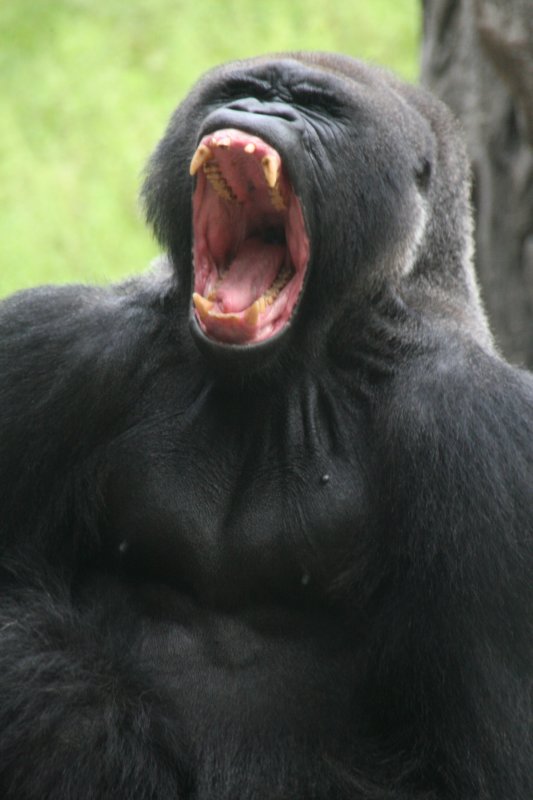 Silver Back Gorilla
