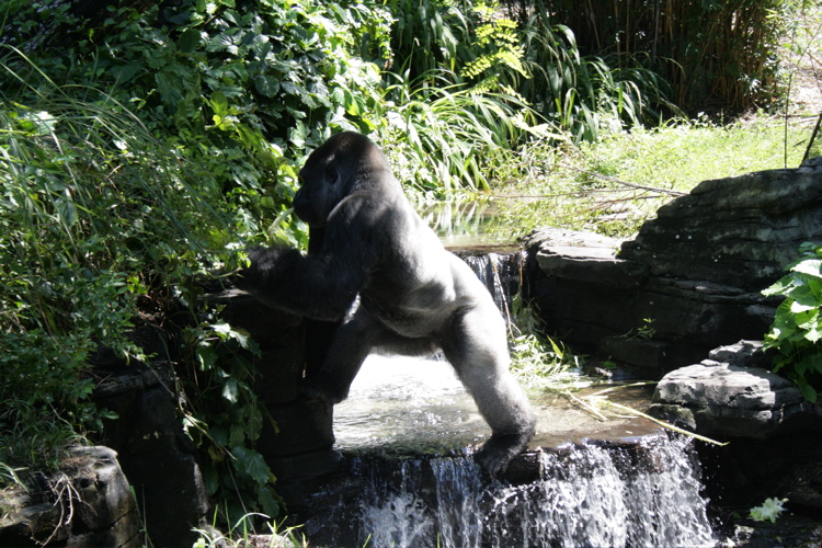 Silverback Gorilla