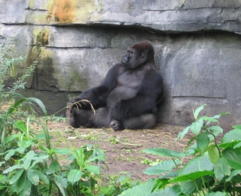 Silverback Gorilla