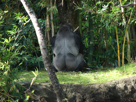 Silverback1