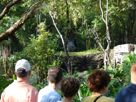 Silverback2